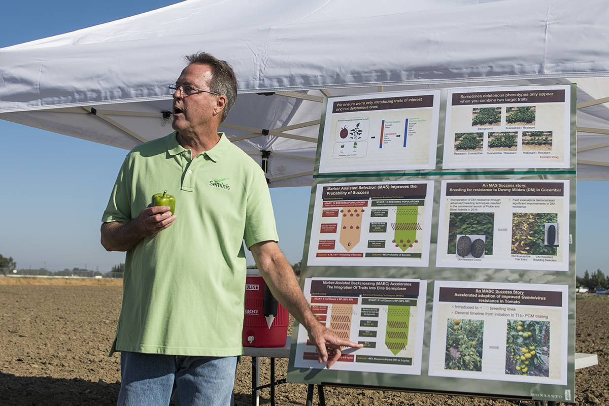 Bayer research associate Pat Hogan describes the conventional breeding technique of back crossing and how it is used in the hybridization of bell peppers.
